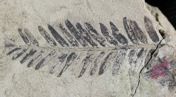 Detailed Fossil Fern - Hell Creek Formation #46925